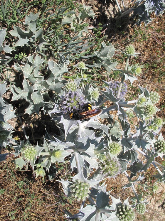 Eryngium maritimum